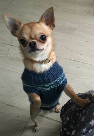 Dog Photo