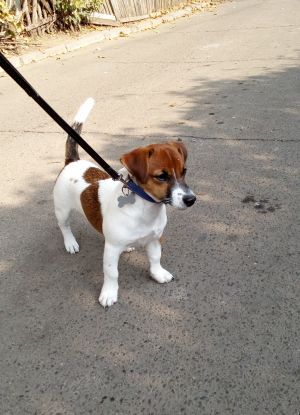 Dog Photo
