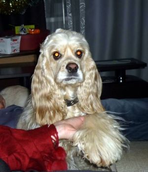 Dog Photo