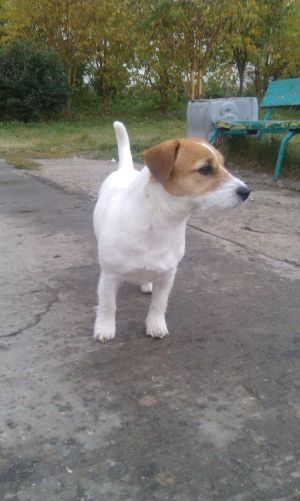 Dog Photo