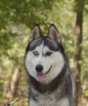 Dog Photo