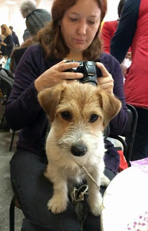 Dog Photo