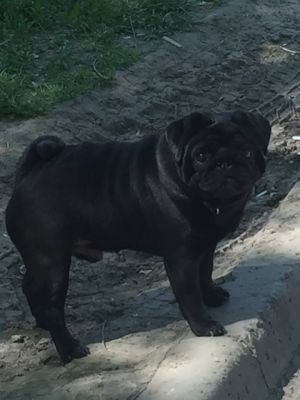 Dog Photo