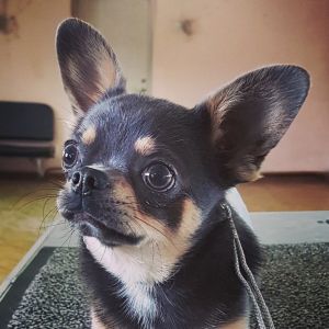 Dog Photo