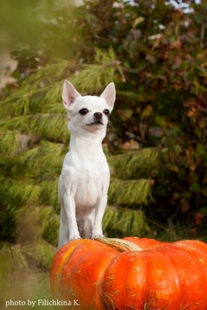 Dog Photo