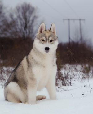 Dog Photo