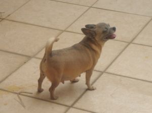 Dog Photo