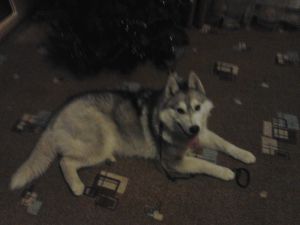 Dog Photo