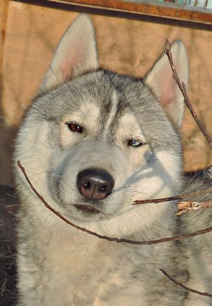 Dog Photo