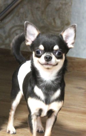 Dog Photo
