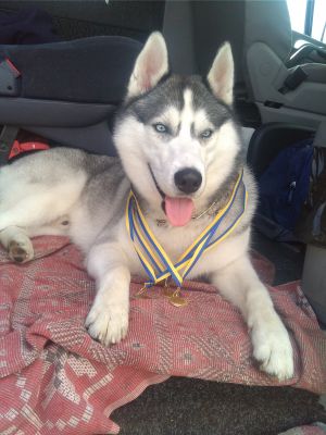 Dog Photo