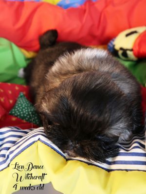 Dog Photo