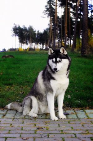 Dog Photo
