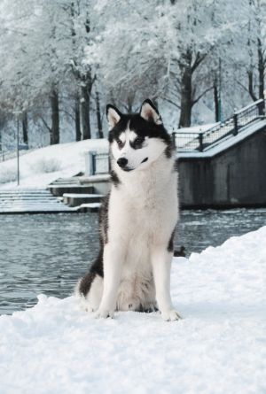 Dog Photo