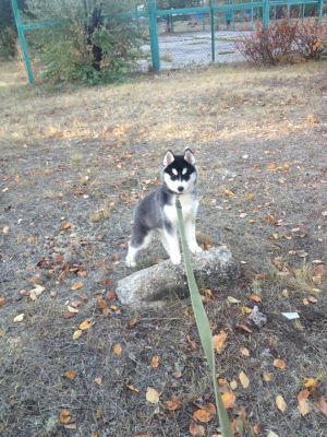 Dog Photo