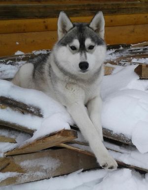 Dog Photo