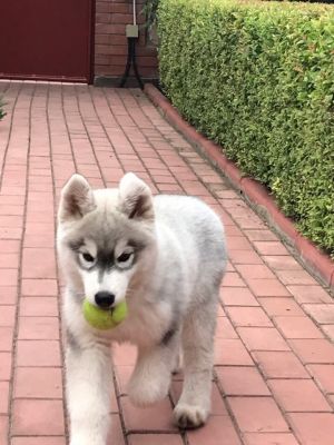 Dog Photo