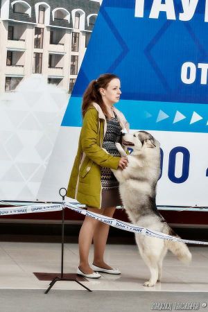 Dog Photo