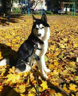 Dog Photo