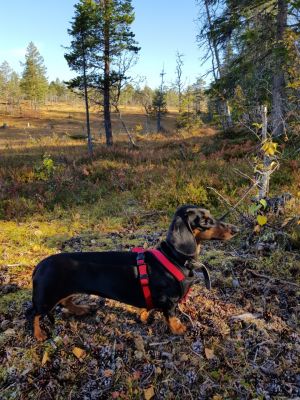 Dog Photo