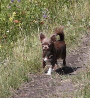 Dog Photo