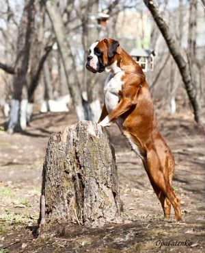 Dog Photo
