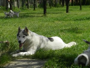 Dog Photo