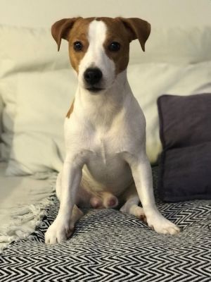 Dog Photo