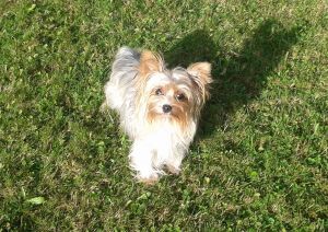 Dog Photo
