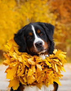 Dog Photo
