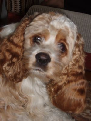 Dog Photo