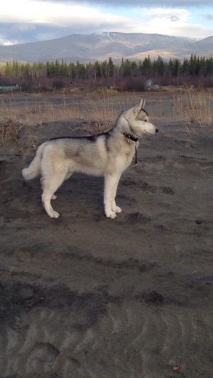 Dog Photo
