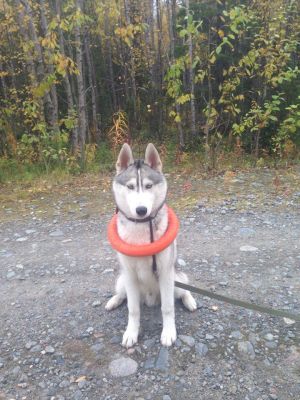 Dog Photo