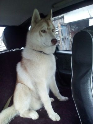 Dog Photo