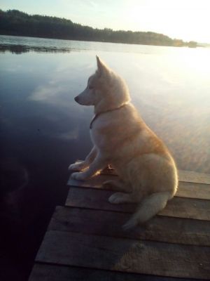Dog Photo