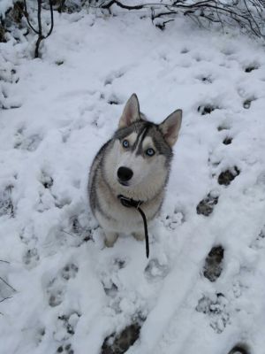 Dog Photo