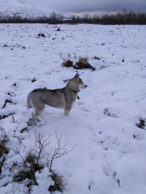 Dog Photo