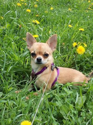 Dog Photo