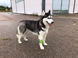 Dog Photo