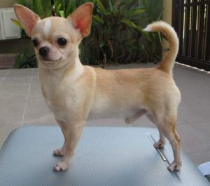 Dog Photo