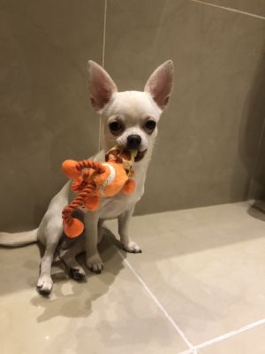 Dog Photo