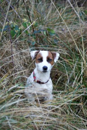 Dog Photo