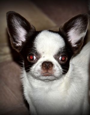 Dog Photo