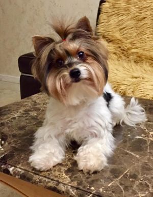 Dog Photo