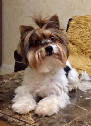 Dog Photo