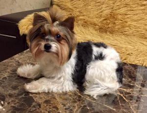 Dog Photo