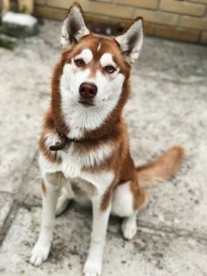 Dog Photo