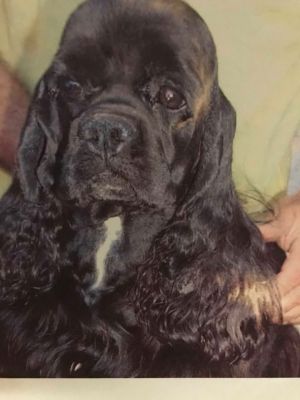 Dog Photo
