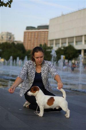Dog Photo