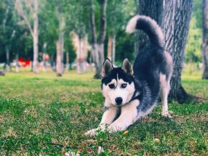 Dog Photo